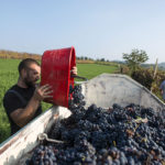 vendemmia vino cantina