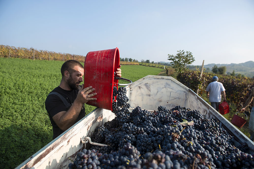 vendemmia vino cantina