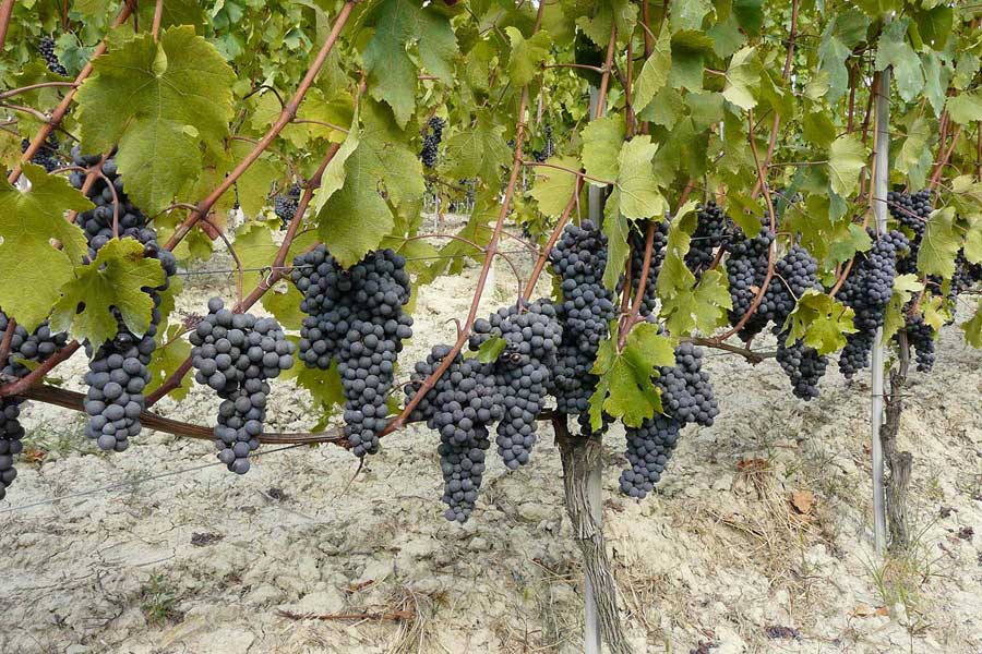 vinificazione vini qualità cantina di santa croce