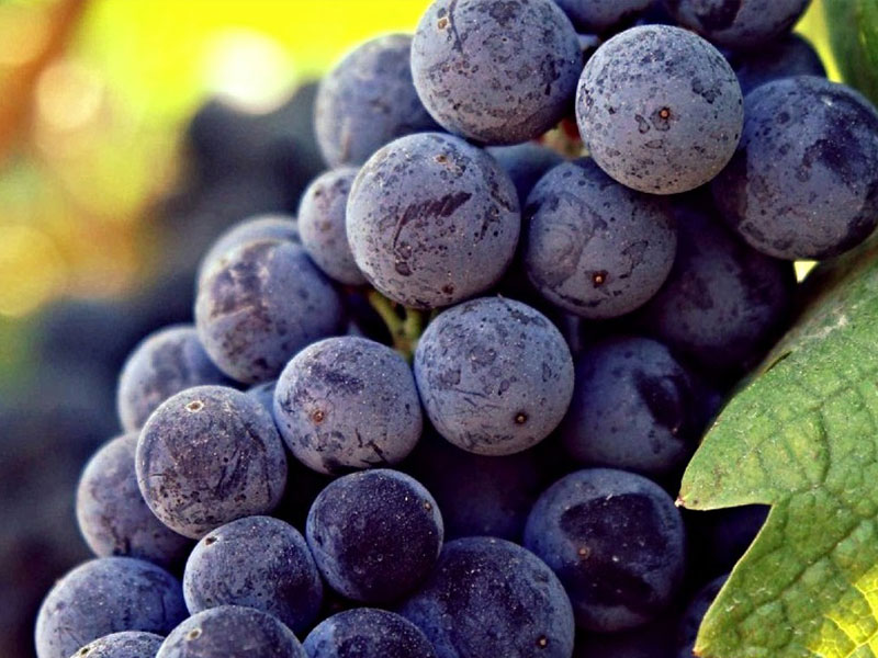 L'uva salamino della cantina di santa croce