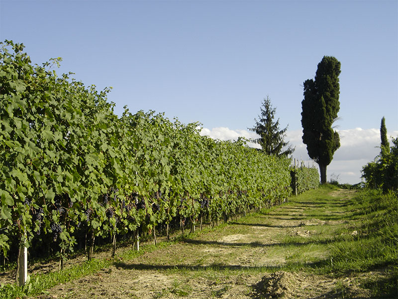 cantina santa croce territorio vino