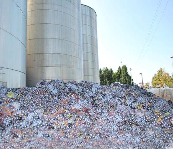 news-cantina-santa-croce